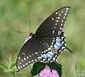 Black swallowtail