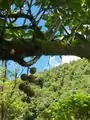 A Fig has its fruits on an aerial root