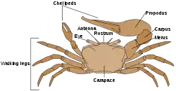 Anatomical drawing of crab, labeling walking legs, carapace, eye, antenna, rostrum chelipeds, propodus, carpus, and merus