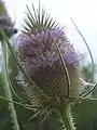 Dipsacus fullonum