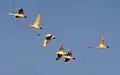 A flock of tundra swans fly in V-formation.