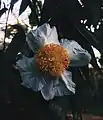 Cobra saffron/Nageshwar, Provincial flower of Tripura