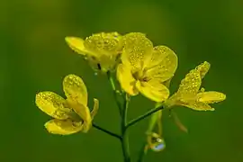 Flower of Mustard Plant