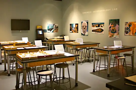  Forensic Anthropology Lab at the National Museum of Natural History, Smithsonian Institute, Washington D.C.