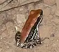 Brown, black, and white frog on soil