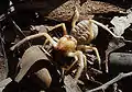 Galeodes, a camel spider