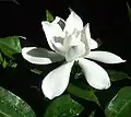 Gardenia flower