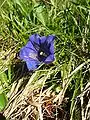 Stemless gentian(Gentiana acaulis)