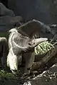 Giant Anteater