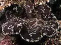 Dark brown giant clam