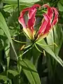 Gloriosa rothschildiana, the provincial flower of Tamil Nadu