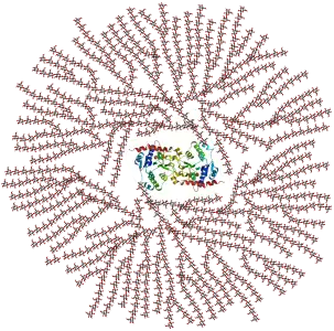 Schematic 2-D cross-sectional view of glycogen. A core protein of glycogenin is surrounded by branches of glucose units. The entire globular granule may contain approximately 30,000 glucose units.