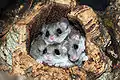 Graphiurus sp.(probably murinus) - three males in a knot-hole