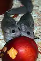 Graphiurus sp. (probably murinus) - two adults eating a nectarine (compare size!)