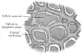 Section of thyroid gland of sheep. X 160.