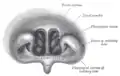 Front of nasal part of pharynx, as seen with the laryngoscope.