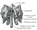 Ethmoid bone (frontal view).