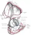 Right hip bone. Seen from outside.