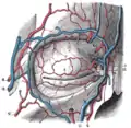 Bloodvessels of the eyelids, front view