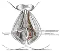 Cross section.