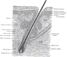 A hair follicle with the connected structures.