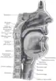 Sagittal section of nose mouth, pharynx, and larynx.