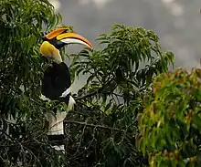 Provincial bird of Kerala