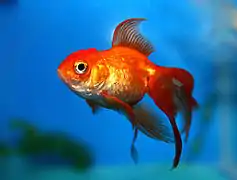 Domestic goldfish