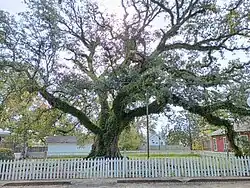 The Hammond Oak, located in the 500 block of East Charles Street: The grave of founder Peter av Hammerdal (Peter Hammond) is under this tree.