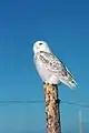 This snowy owl is waiting to see or hear a movement.