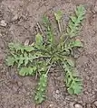 Incised leaves of Capsella bursa-pastoris