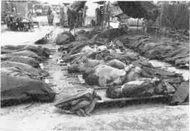 Bodies of 42 American POWs killed by the North Korean Army during the Korean War (1950)