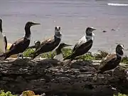 Brown Boobies