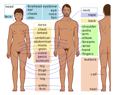 Names of the body parts