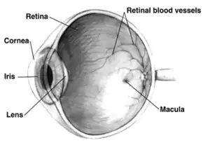 Different parts of human eye.