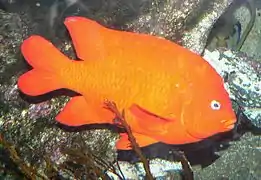 Garibaldi