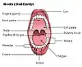 Mouth (oral cavity)