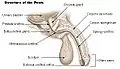 Structure of the male sex organs.