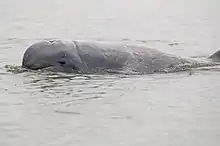 Irrawaddy Dolphin