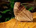 Junonia almana, dry season form (under side)