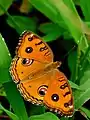 Junonia almana, wet season form (upper side)