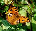 Junonia almana, dry season form (upper side)