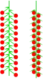 Catkin (racemose or spicate)