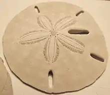 A white sand dollar.