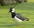 Northern Lapwing