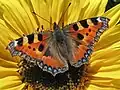 Small Tortoiseshell (Aglais urticae)