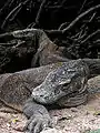 Komodo dragons