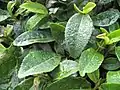 Close-up of Green tea leaves