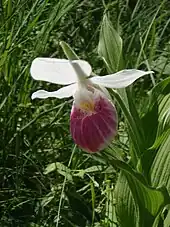 Lady slipper orchid