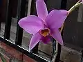 Laelia anceps